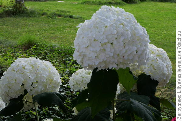 В середине лета  зелень поддерживать трудно...