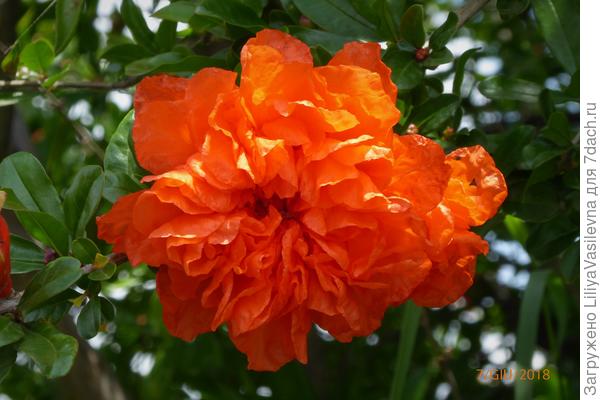 Изумительный цветочек .