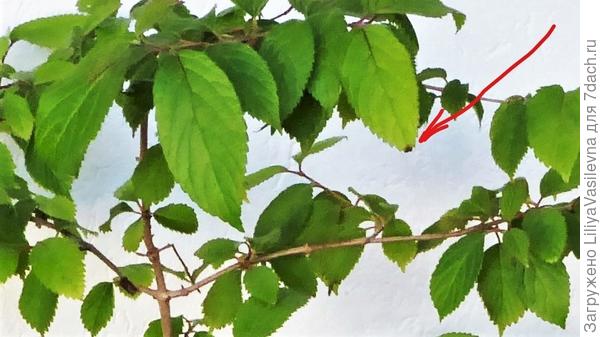 начало болезни