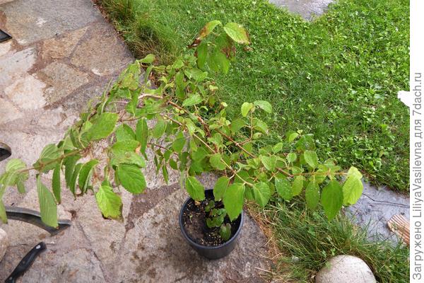 что с деревцем калины??