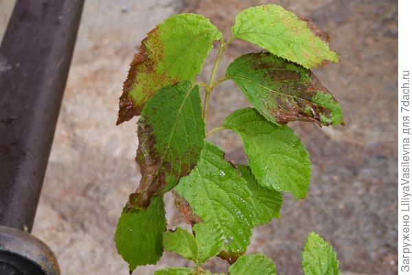 что с деревцем калины??