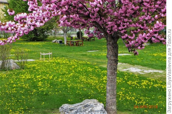 одуванчики и сакура