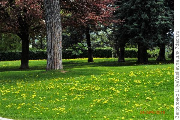 одуванчики в парке большом
