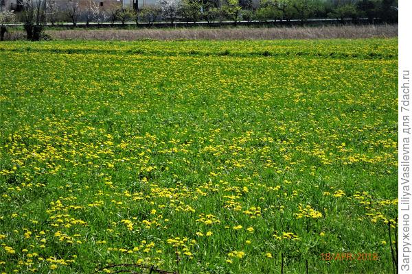 ещё одно поле, культивированное  и одуванчики