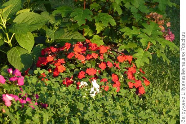 Бальзамин в контейнере--мобильная палочка-выручалочка