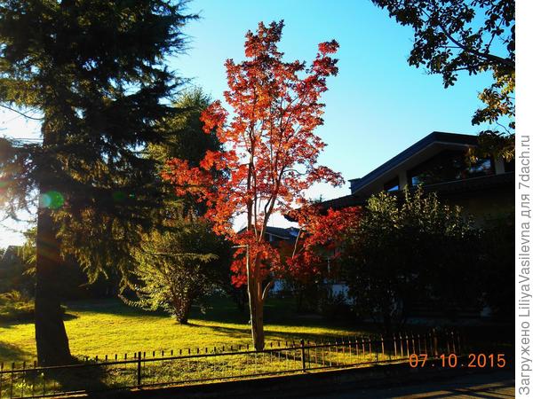 Соседская красавица и осенью неотразима.