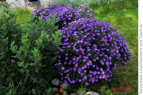 Сентябринки в сентябре , прищипаны в начале лета