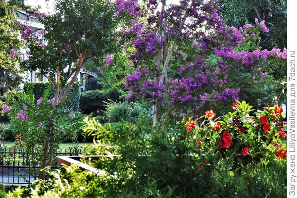 А как вам ракурс с моего балкона ? В тени-- сиреневая.