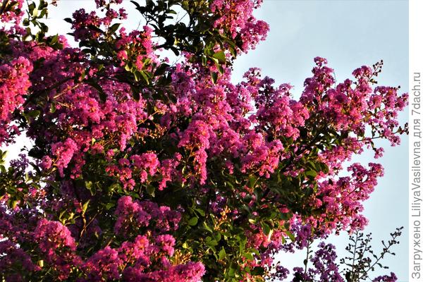 Верхушка соседкой красавицы--в лучах солнечных--розовая.