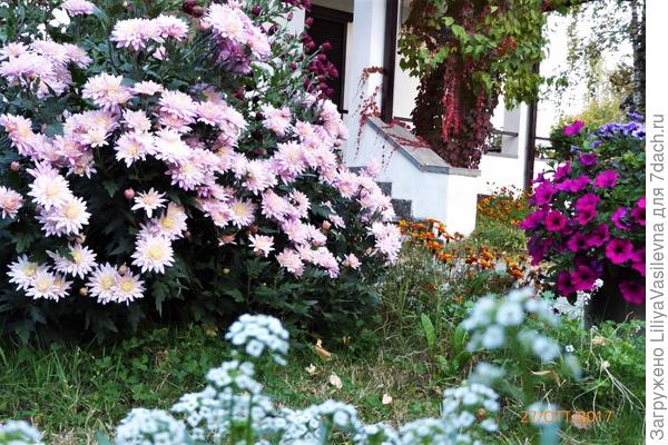 Хризантемы, прищипнутые-- цветение в несколько раз пышнее, чем у не прищипнутых. Кустику один год .