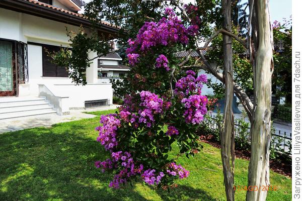 Этому дереву более сорока лет .