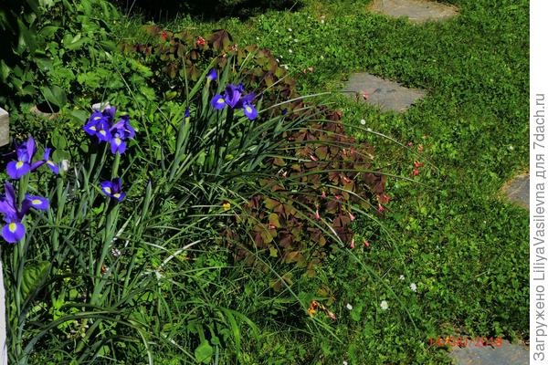 на солнце требует обильного полива