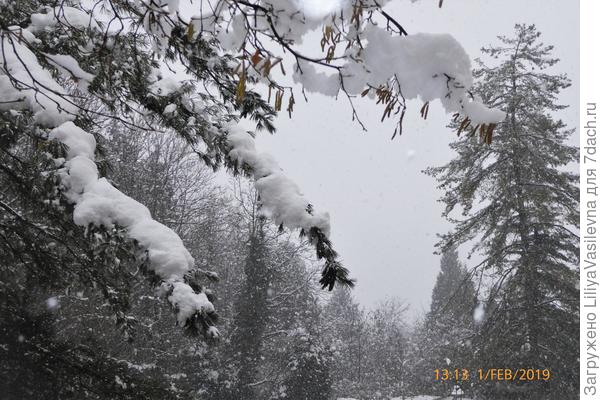 Ещё дерево с &amp;quot;сережками&amp;quot;.  Лещина.
