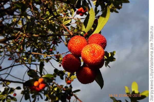 Интересное деревце, конец ноября, сев. Италия
