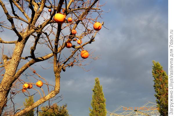По-итальянски называются кАки ))
