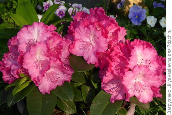 Рододендрон и виолы