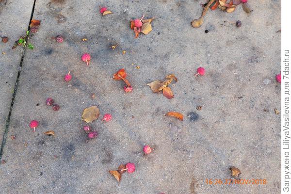 &quot;Клубнички&quot; опавшие