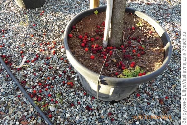 В питомнике .