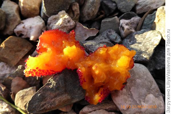 Попробовать я побоялась, но лизнуть --лизнула-- приятное ощущение ..