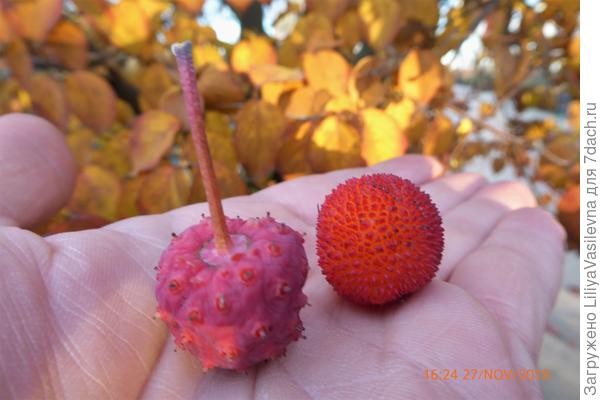 Похожи, но различны.