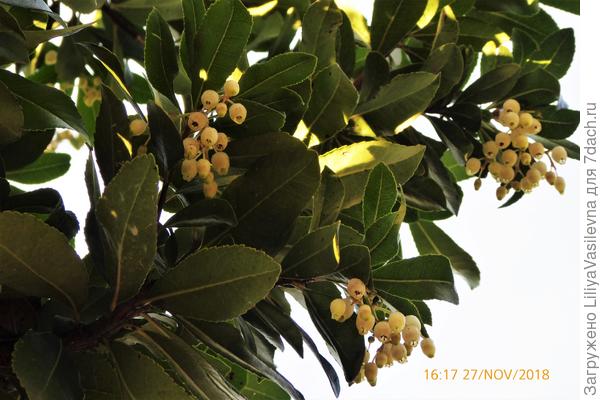 Одновременно и цветочки и плоды на деревце, 27 ноября