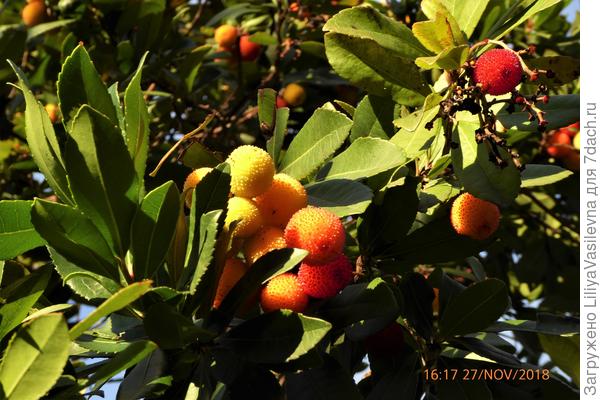 Такие красивые , снимала и снимала ...