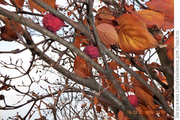 &quot;Клубничное&quot; дерево в конце ноября