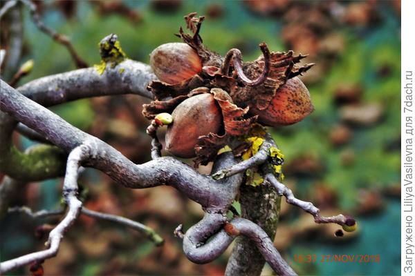 Три орешка для Орешки я с земли подняла и приладнала ((