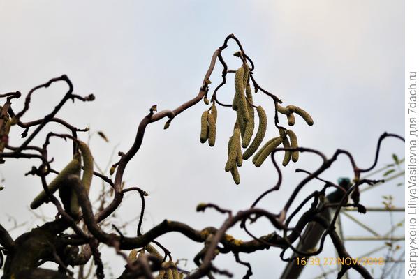 Вот, ещё в конце ноября, в питомнике снимала-- конторта .