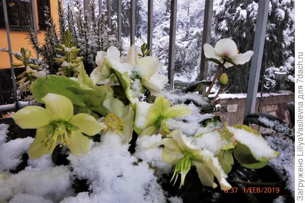 Морозники в снегу.