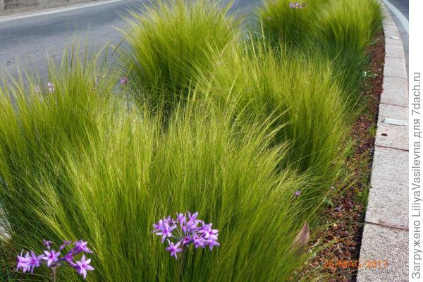 Ковыль на разделительной полосе дороге-- играет изумительными волнами от проезжающих автомобилей.