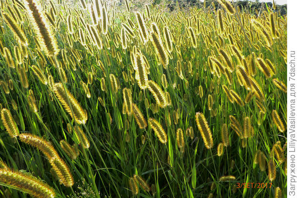 Озолоченный закатом сорняк на обочине полевой дороги.