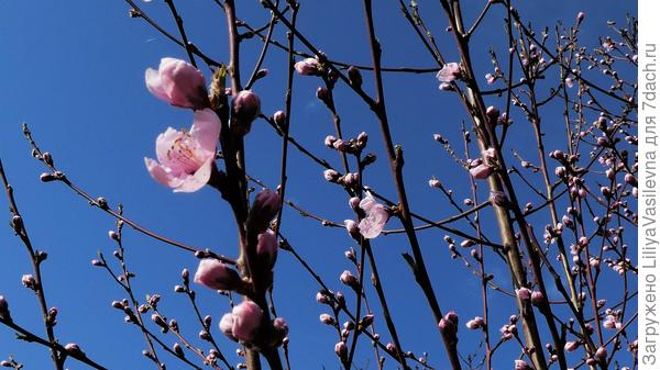 Зацветают персиковые сады в День рождения 7Дач !
