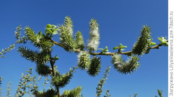 24-е марта. &amp;quot;Тополий пух&amp;quot;