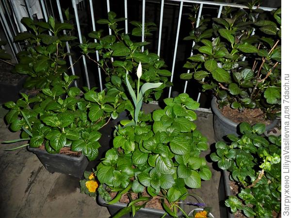 .Foto 30.03.19. středový keř nebyl poškozen - konev na něm končila