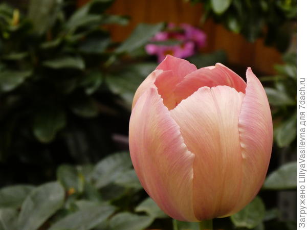 Сорт &amp;#39;Salmon van Eijk&amp;#39; ? есть упаковка, но далеко искать ...