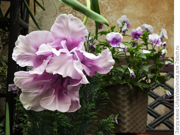 Невероятно огромный !