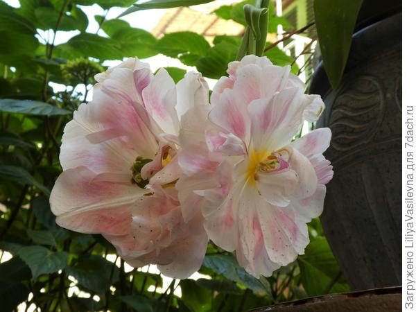 а Ангельские всё более и более становились похожи на ангелов