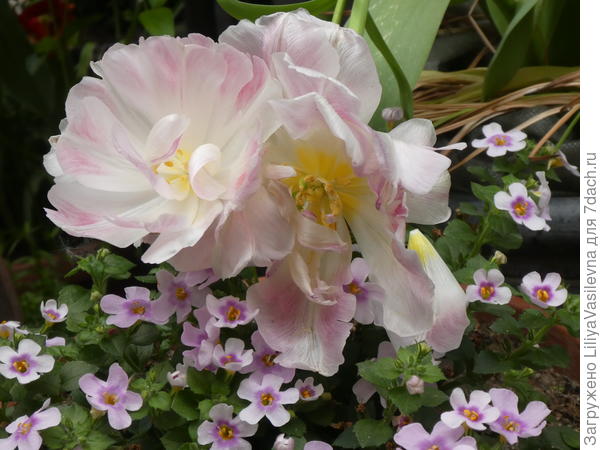 отцветают.... так жаль....