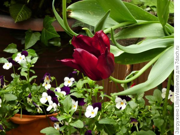 из этих , тоже-- расцвели только те, что в последний момент были воткнуты в &amp;quot;чужие &amp;quot; горшки, так как не хватило места в предназначенных .