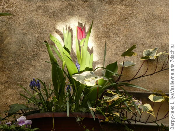 Сидела с зеркалом  и направляла солнце . первая декада апреля.