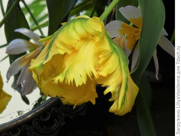 Совершенно неожиданно , в контейнере с гортензиями