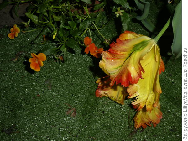Отцветают огненные попугайчики мои