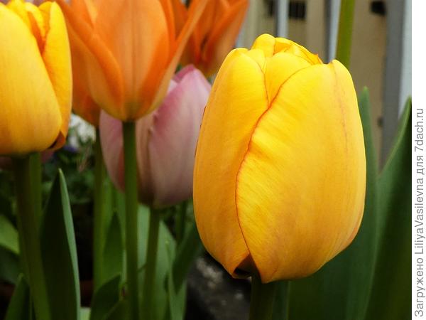 начало апреля, солнце на террасе было  узенькой полосой, буквально считанные минуты, двигала горшки в погоне за драгоценными лучамисчитанные минуты,