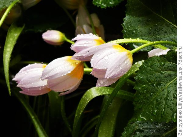 Милые, нежные малыши .