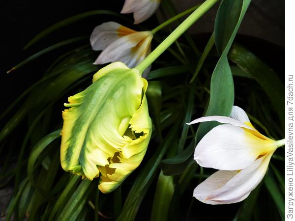 такой он был вначале.