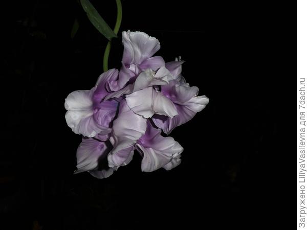 Ночь. вторая половина мая.