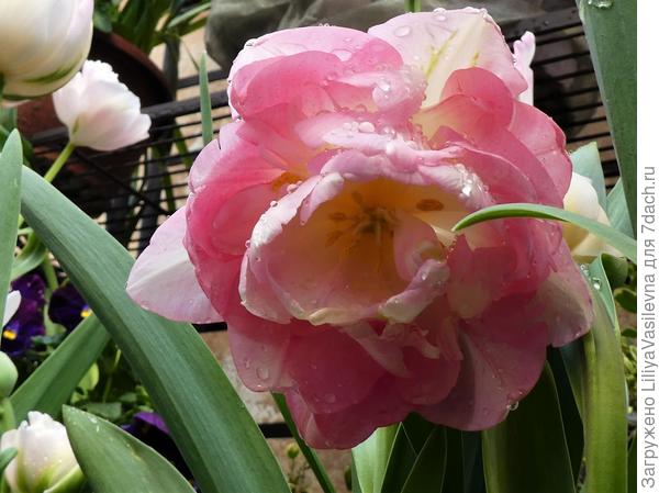 И эти почти все расцвели .