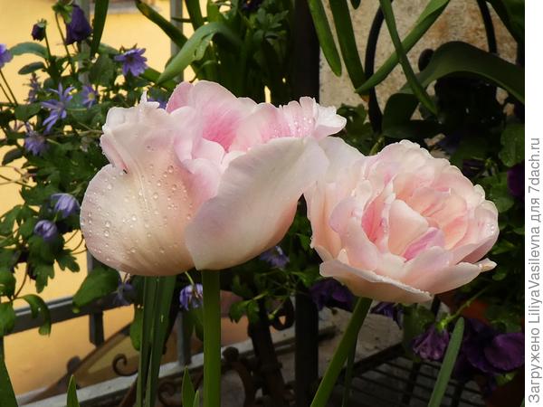 Эти Ангельские создания зацвели почти все.