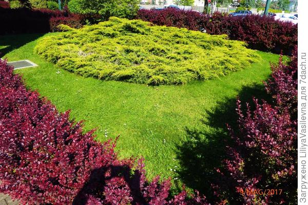 Цвета без цветов.  Клумба на Сев. Италии, не страдает от частого града.